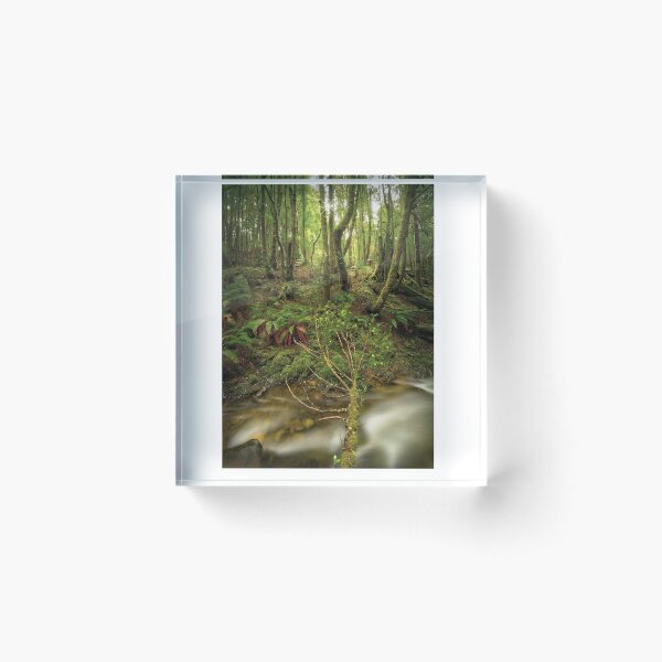 Item preview, Arthur River rainforest, Tasmania designed and sold by Kevin McGennan.