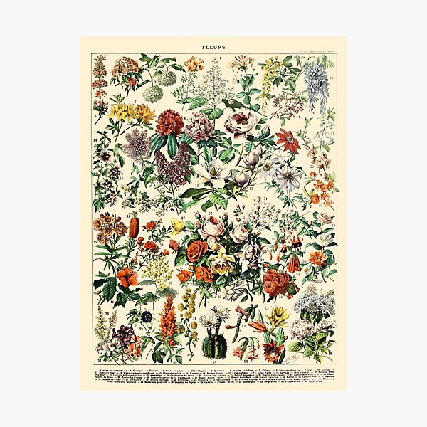 Vintage Botanical Wall Art Flower Poster Photographic Print