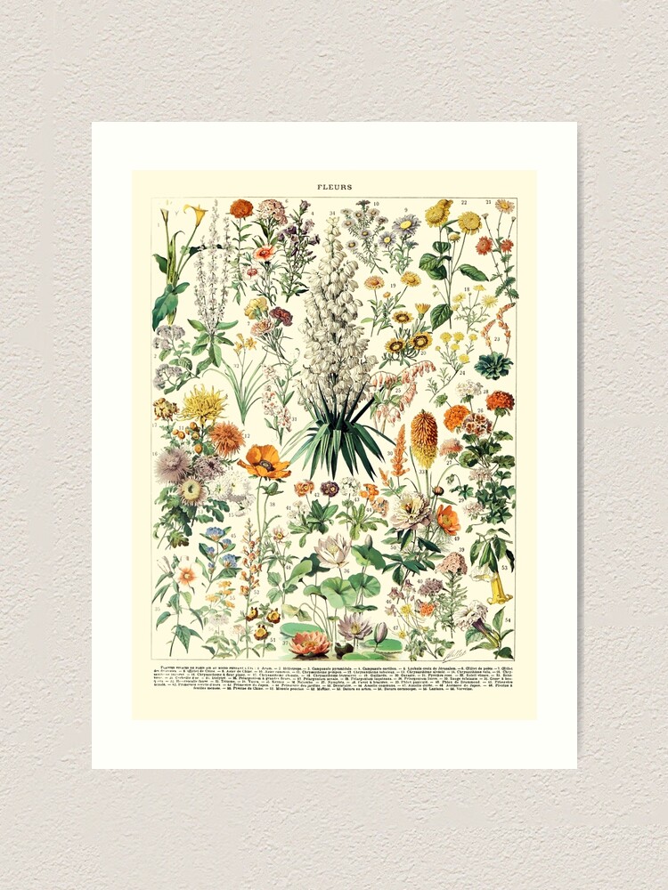 Vintage Botanical Wall Art Flower Poster Art Print By Spameris86 Redbubble