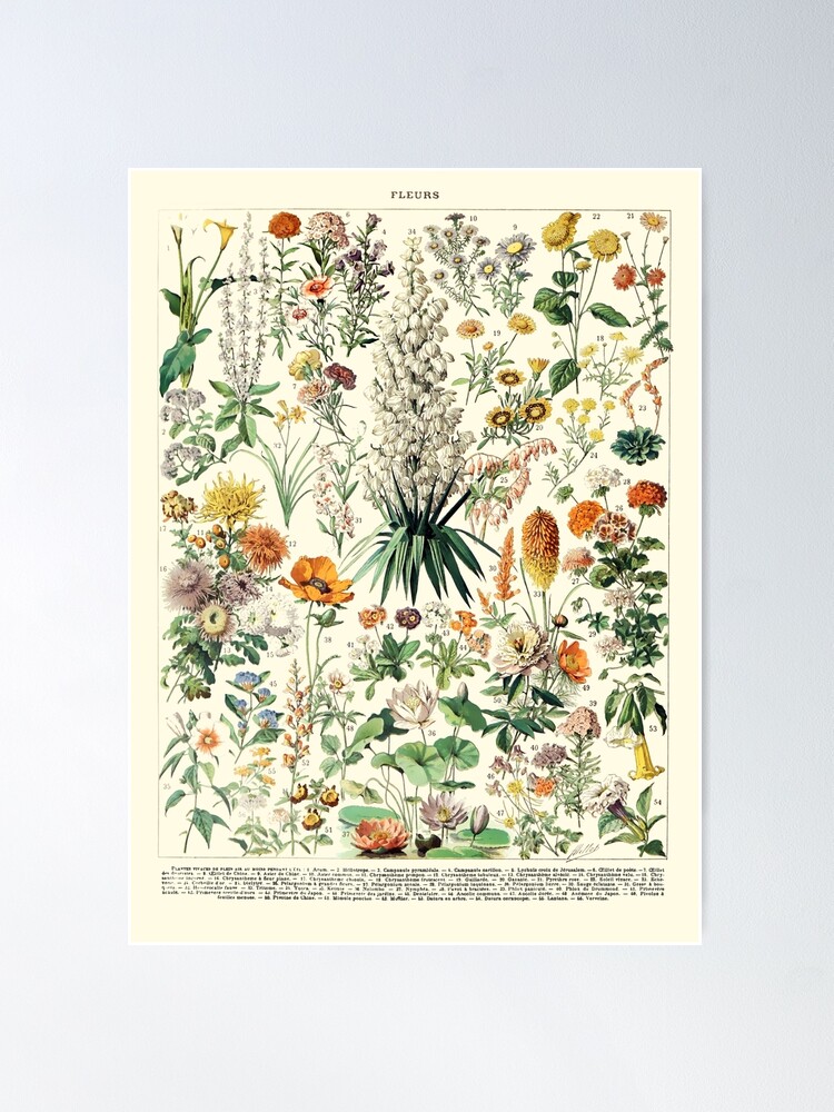 Vintage Botanical Wall for Flower Redbubble Poster Sale Art by | BILIKA Sintija Poster