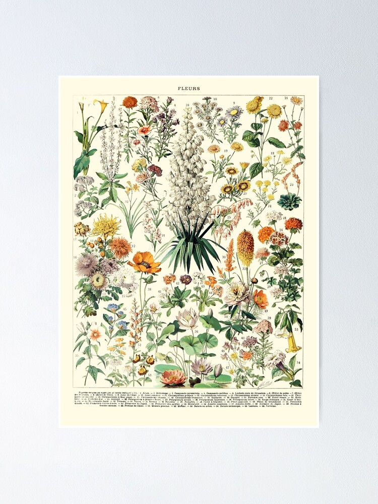 Vintage Botanical Wall Art Flower Poster\
