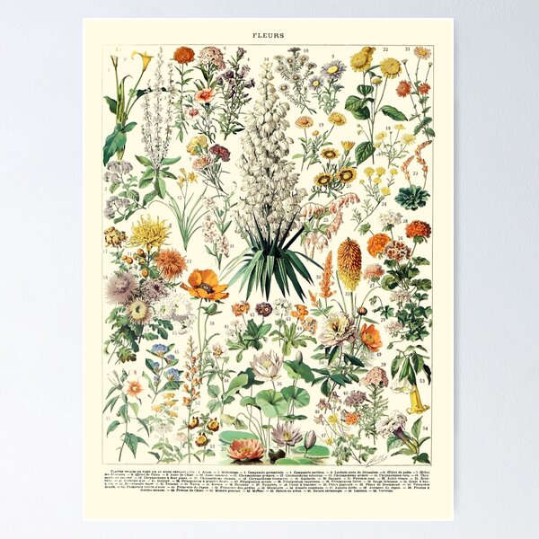 Vintage Botanical Wall Art Flower Poster Poster