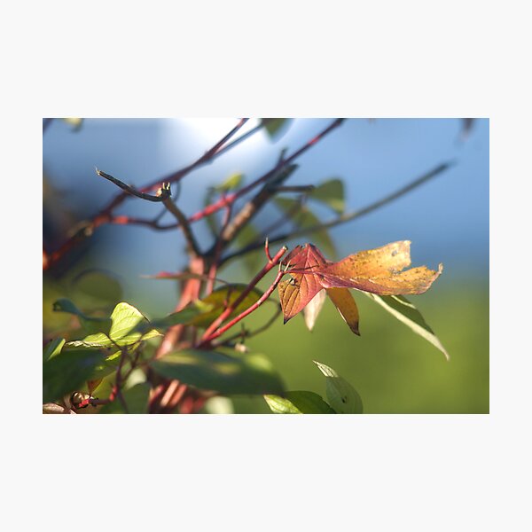 Autumn Photographic Print