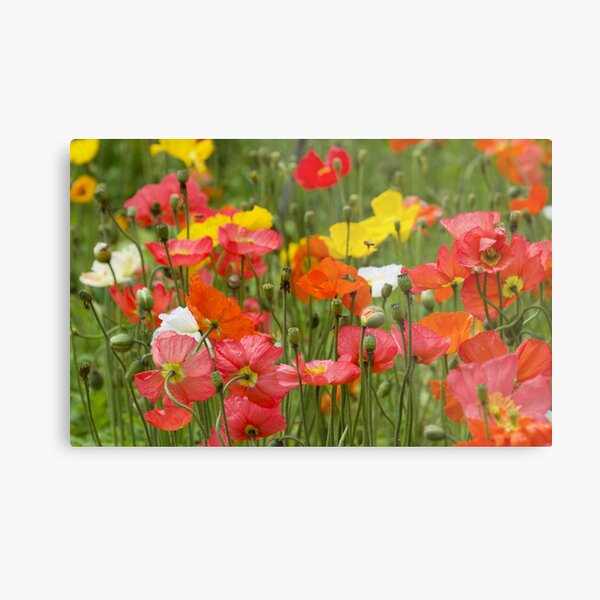 Item preview, Poppies  designed and sold by MargsNaturePix.