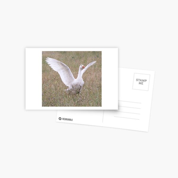 I'm Free Postcard