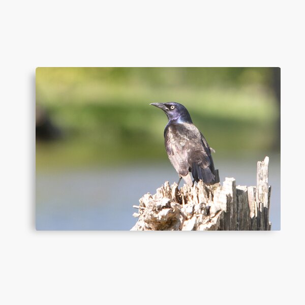 A Stumped Grackle Metal Print