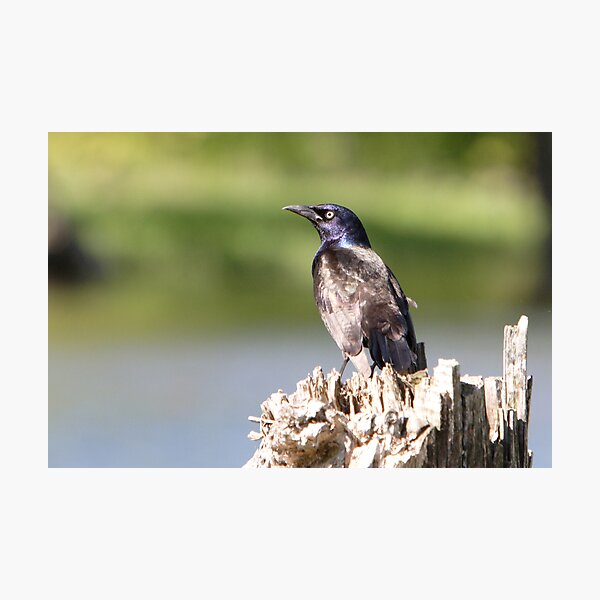 A Stumped Grackle Photographic Print