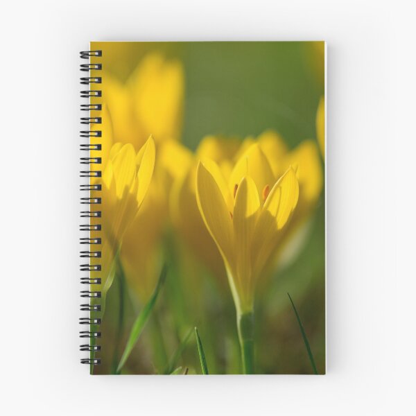 Item preview, Wild autumn crocuses, Castiglione d'Orcia, Tuscany designed and sold by AndrewJonesFoto.