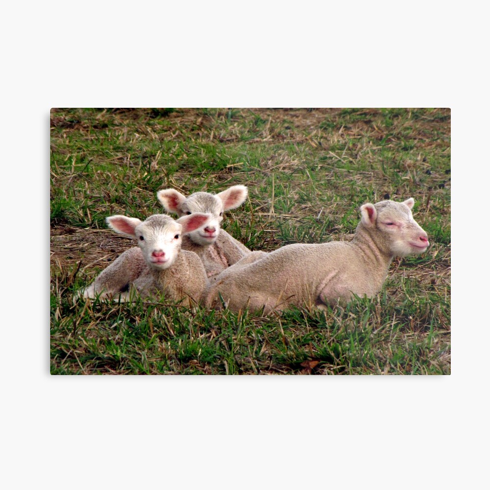 Mares Eat Oats And Does Eat Oats And Little Lambs Eat Ivy Canvas Print By Chuckittome Redbubble Oats can be fattening if you eat to many of them but if you eat the serving size they are very good for you to eat. mares eat oats and does eat oats and little lambs eat ivy canvas print by chuckittome redbubble