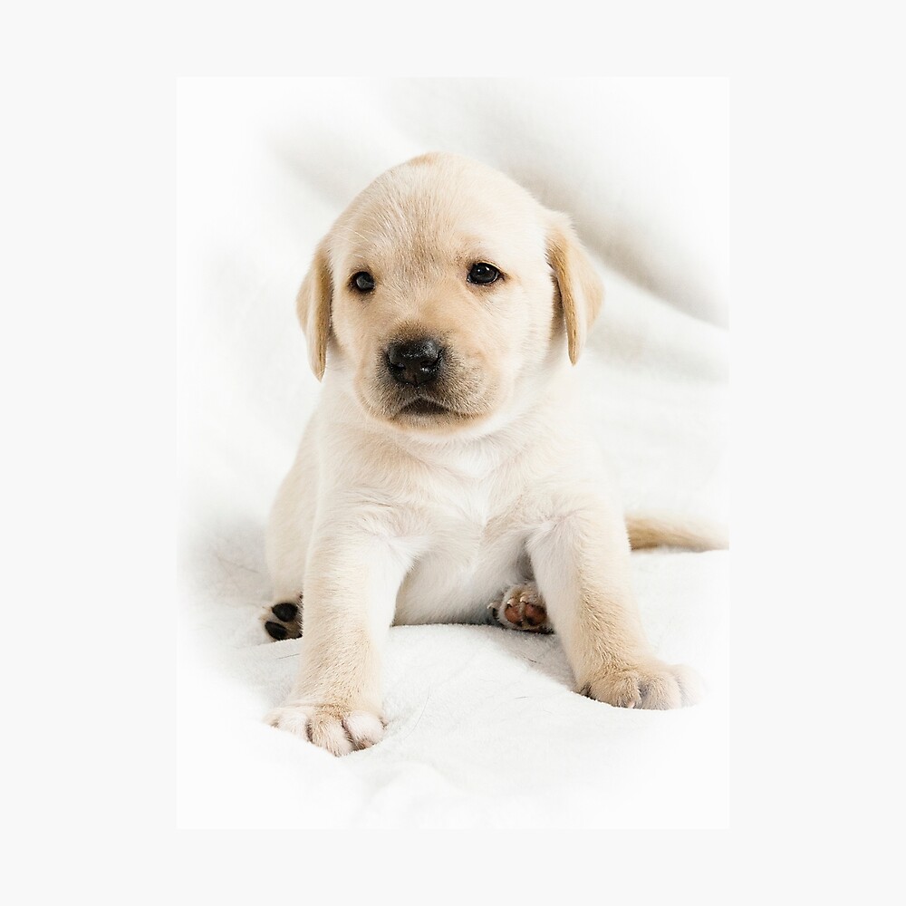 cute golden labrador
