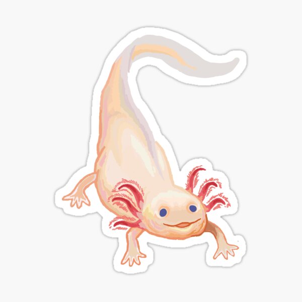 Albino Axolotls Gifts Merchandise Redbubble