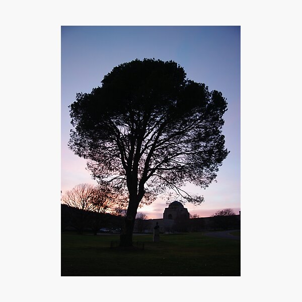 Lone Pine Photographic Print