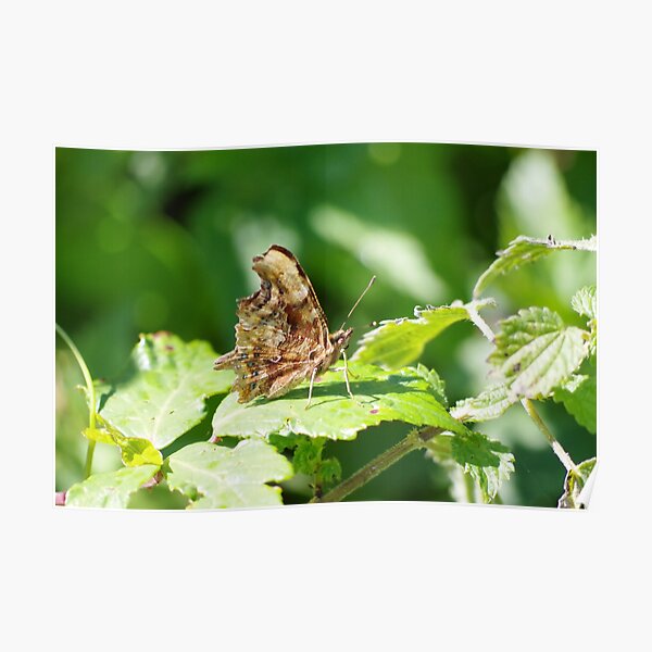 Comma Butterfly Poster