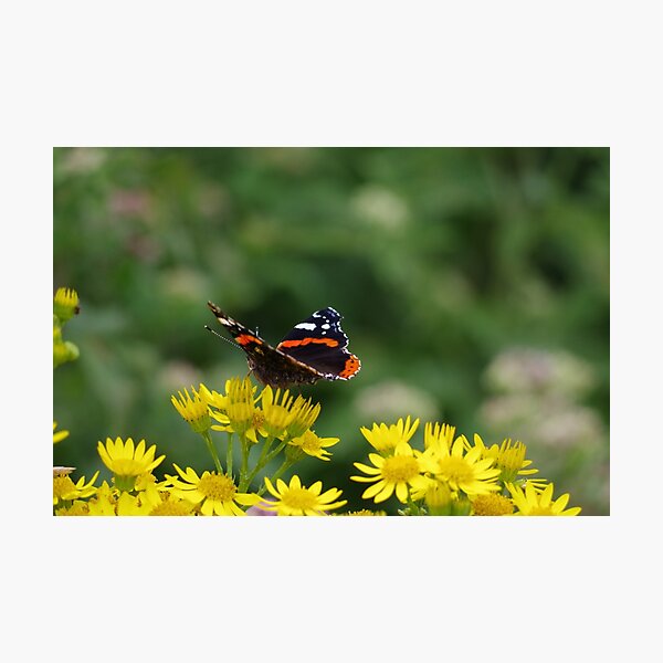 Red Admiral Butterfly Photographic Print