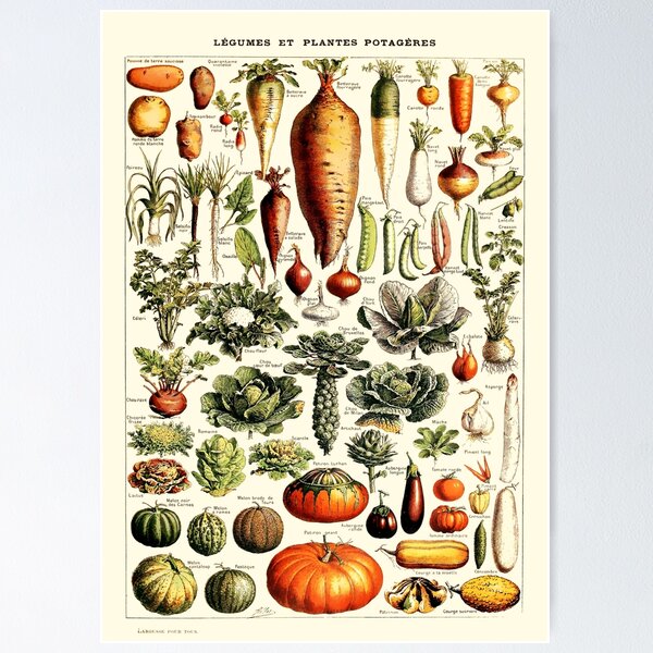 Vintage Botanical Wall Art Vegetables Poster