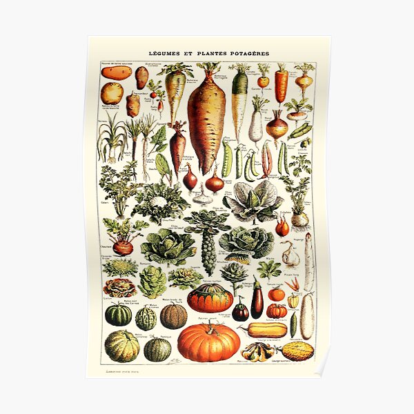 Vintage Botanical Wall Art Vegetables Poster