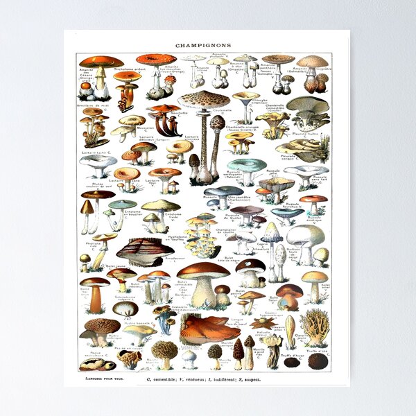 Item preview, Vintage Mushroom Poster Larousse Print designed and sold by Sintija BILIKA.