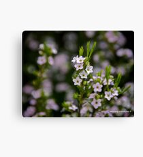 Spring Flowers Canvas Print