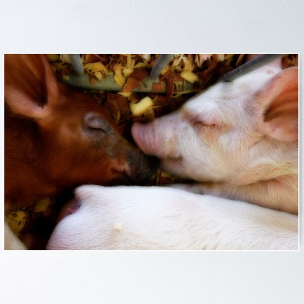 Item preview, Two Little Pigs designed and sold by Tim Wright.