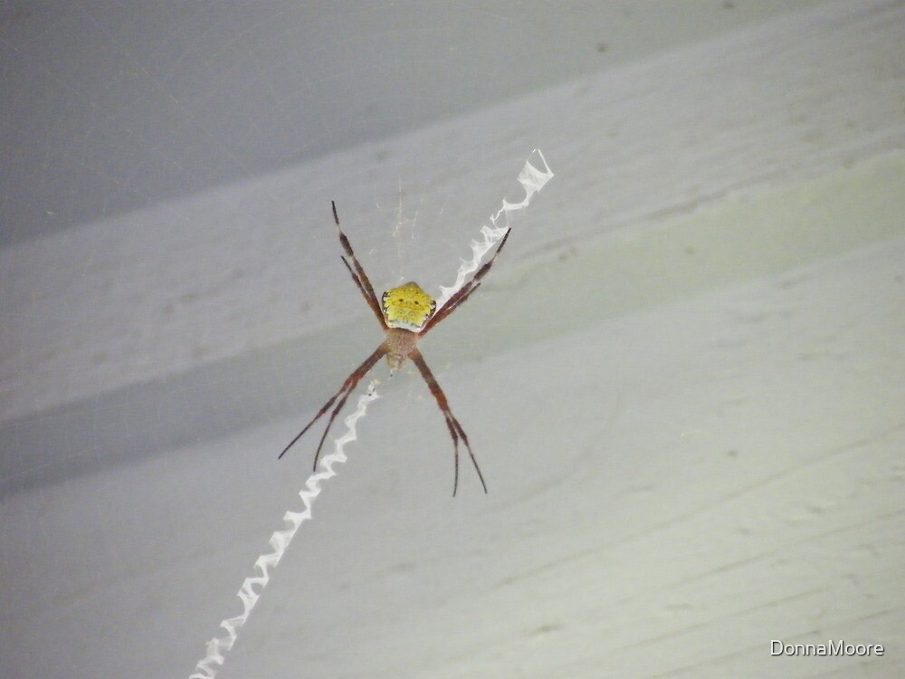 "Banana Spider....in Maui" by DonnaMoore Redbubble