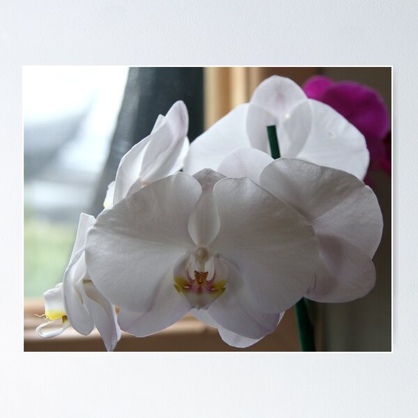Item preview, White Phalanopsis designed and sold by annofsilhouette.