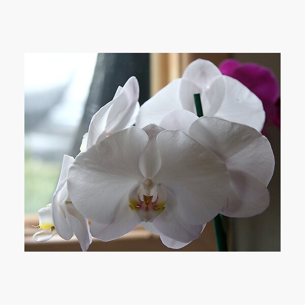 Item preview, White Phalanopsis designed and sold by annofsilhouette.