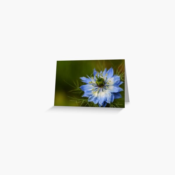 Love in the Mist Greeting Card