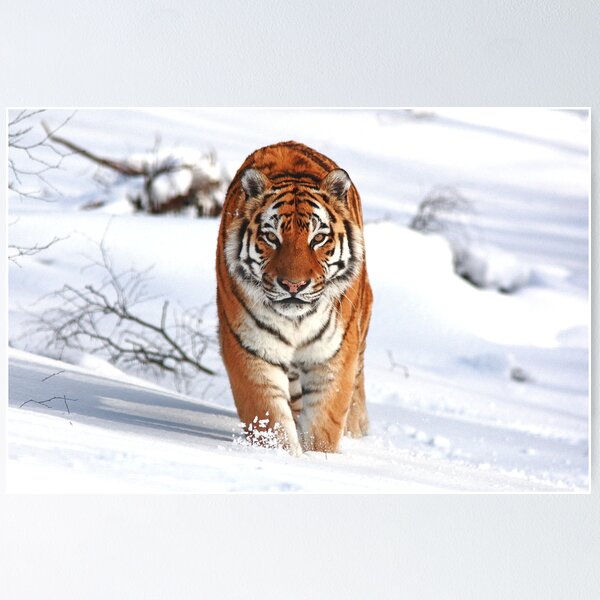 Item preview, Un tigre en la nieve designed and sold by GoWildScotland.