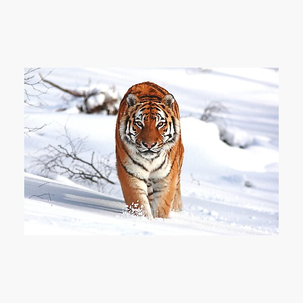 Aperçu de l'œuvre Un tigre dans la neige créée et vendue par GoWildScotland.