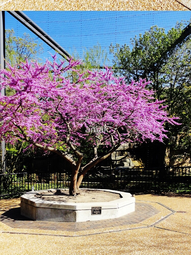 Tree Of Purple by amak