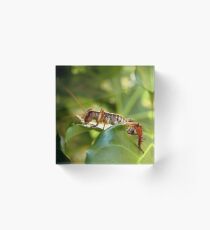 Weta, native New Zealand grasshopper Acrylic Block