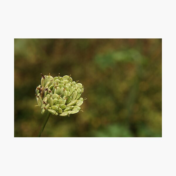 Green and Simple Photographic Print