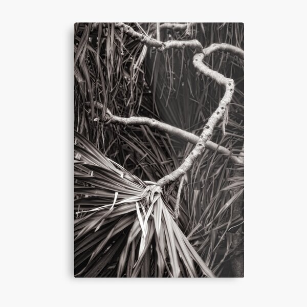Pandanus abstract Metal Print