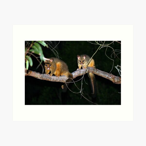 Item preview, © Australian brushtail possums designed and sold by GeoPipics.