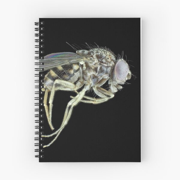 Item preview, Tiny fly designed and sold by SDym Photography.