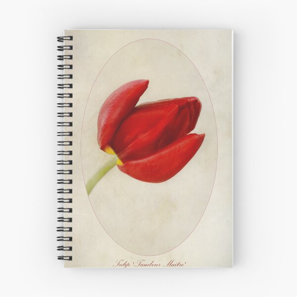 Item preview, Tulip Tambour Maitre designed and sold by Creative by Design.