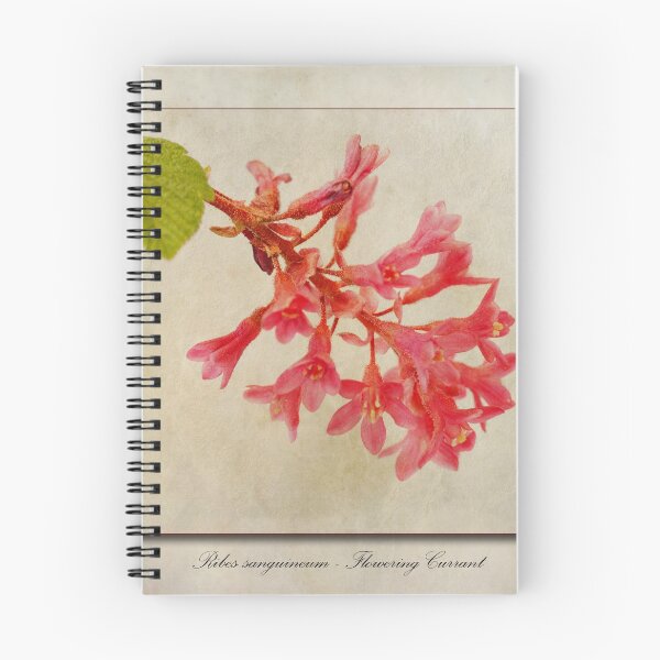 Item preview, Ribes sanguineum - Flowering Currant designed and sold by Creative by Design.