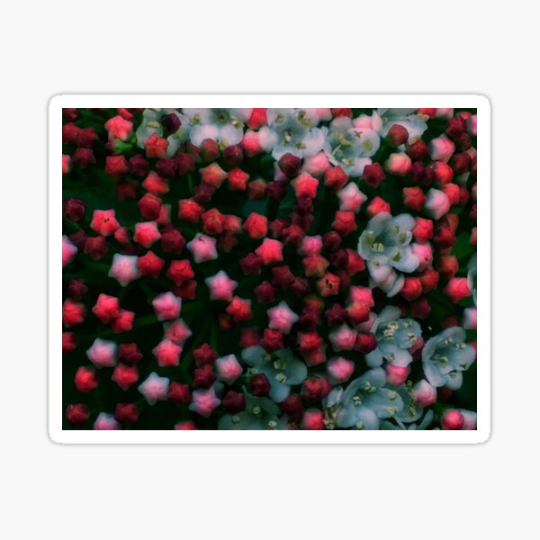 Floral Stars -Bright Sticker