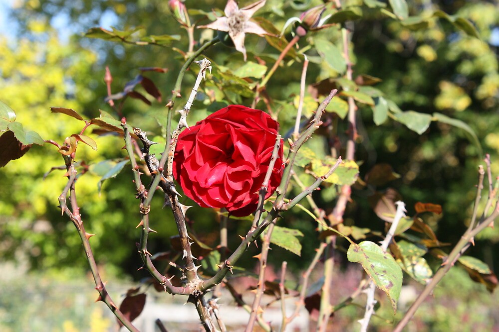 "Rose surrounded by thorns" by Katie Catano Redbubble
