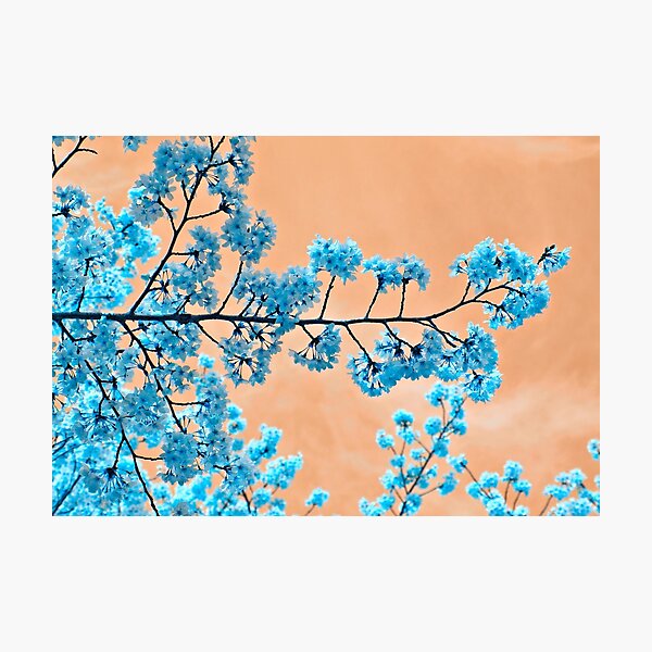 Artikelvorschau, Blue Blossoms entworfen und verkauft von vitoz.