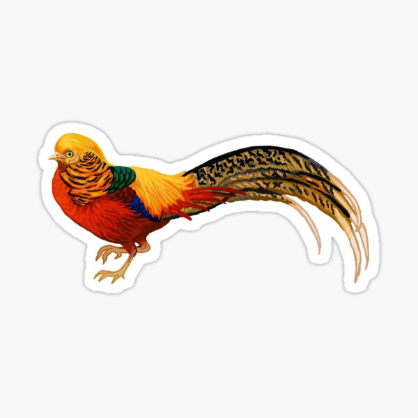 golden pheasant Sticker