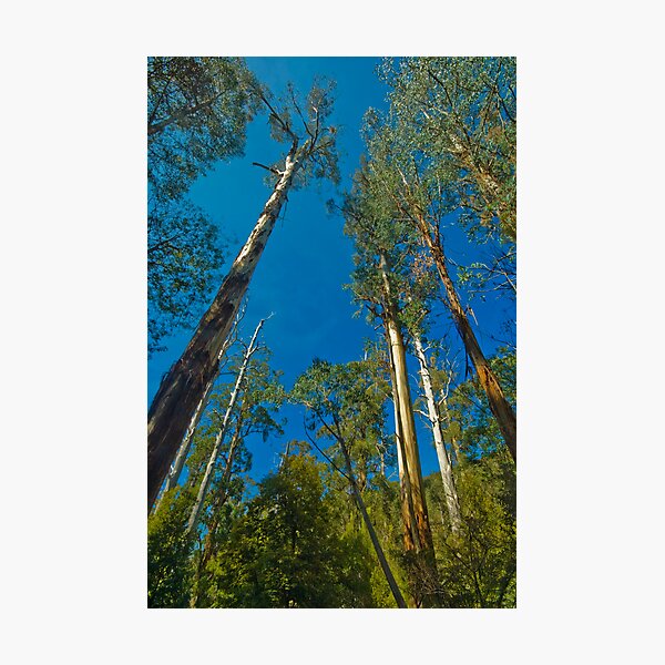 Item preview, Tall Timber designed and sold by harra1.