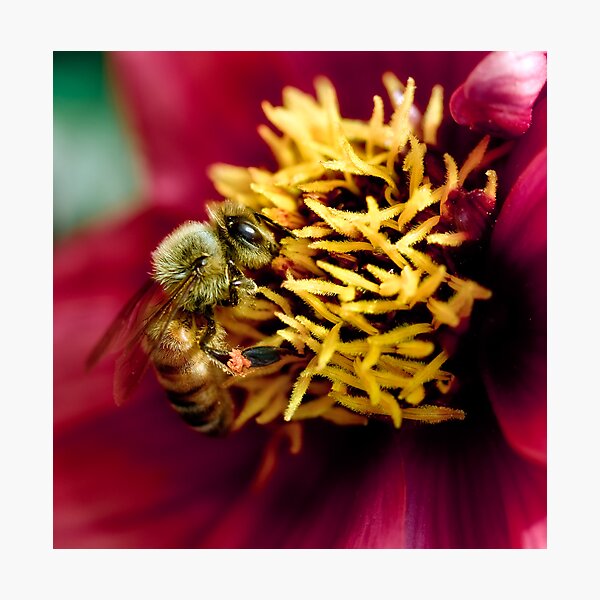 Aperçu de l'œuvre Dahlia bee créée et vendue par Louise Docker.