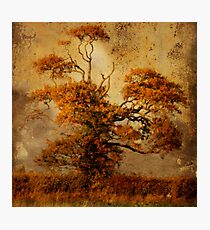 estampe tree Photographic Print