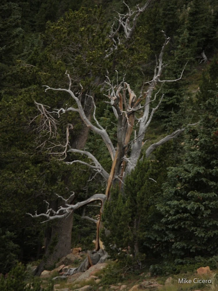 Thumbnail 4 of 4, iPhone Case, Lone Tree designed and sold by Mike Cicero.