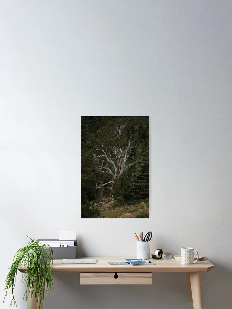 Thumbnail 2 of 3, Poster, Lone Tree designed and sold by Mike Cicero.