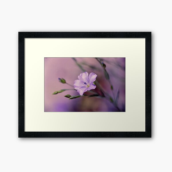 Purple Flower Framed Art Print