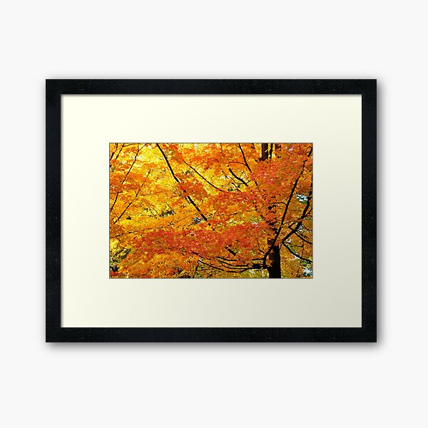 Maple Majesty Framed Art Print