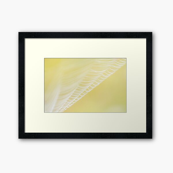 Spiderweb Framed Art Print