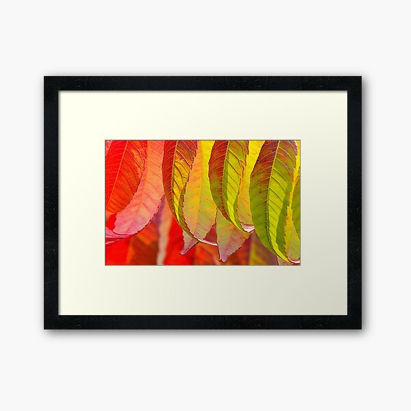 Autumn Flames Framed Art Print
